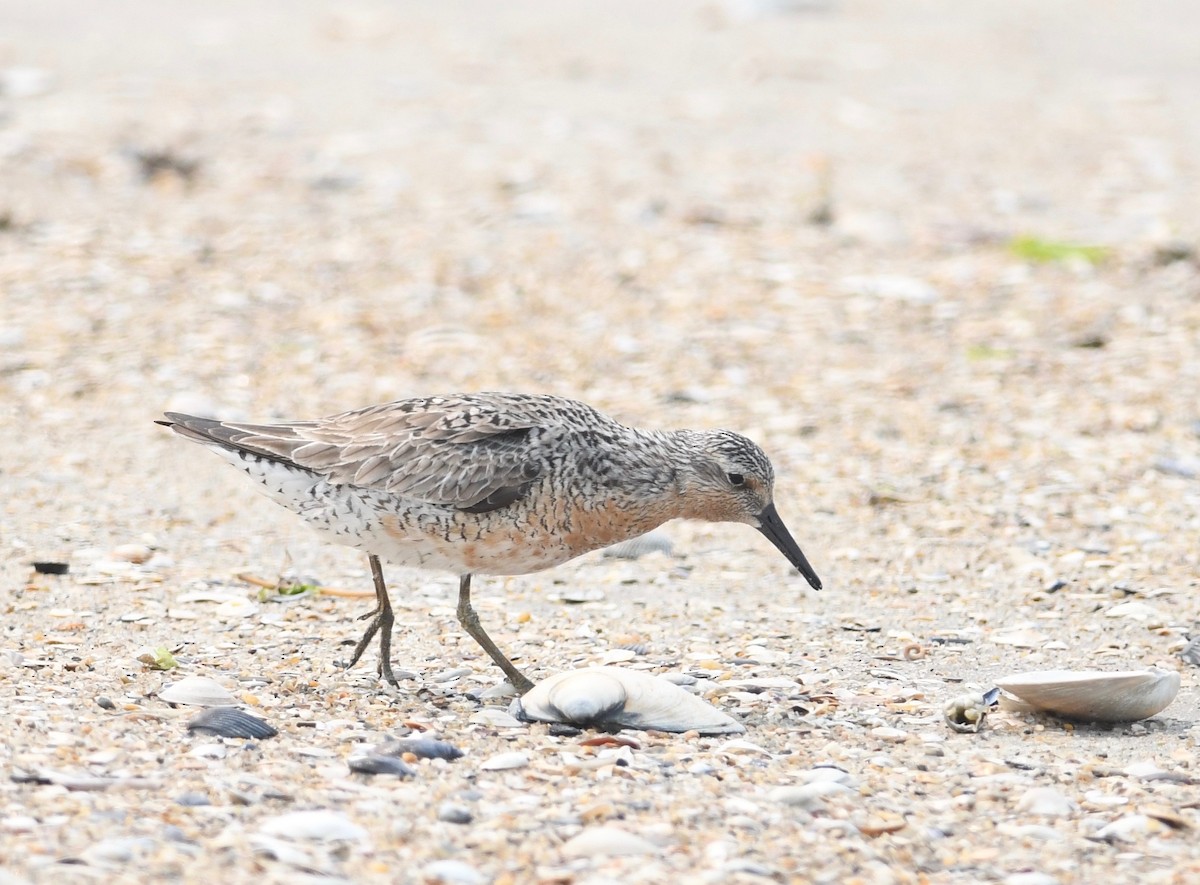Red Knot - ML582431291