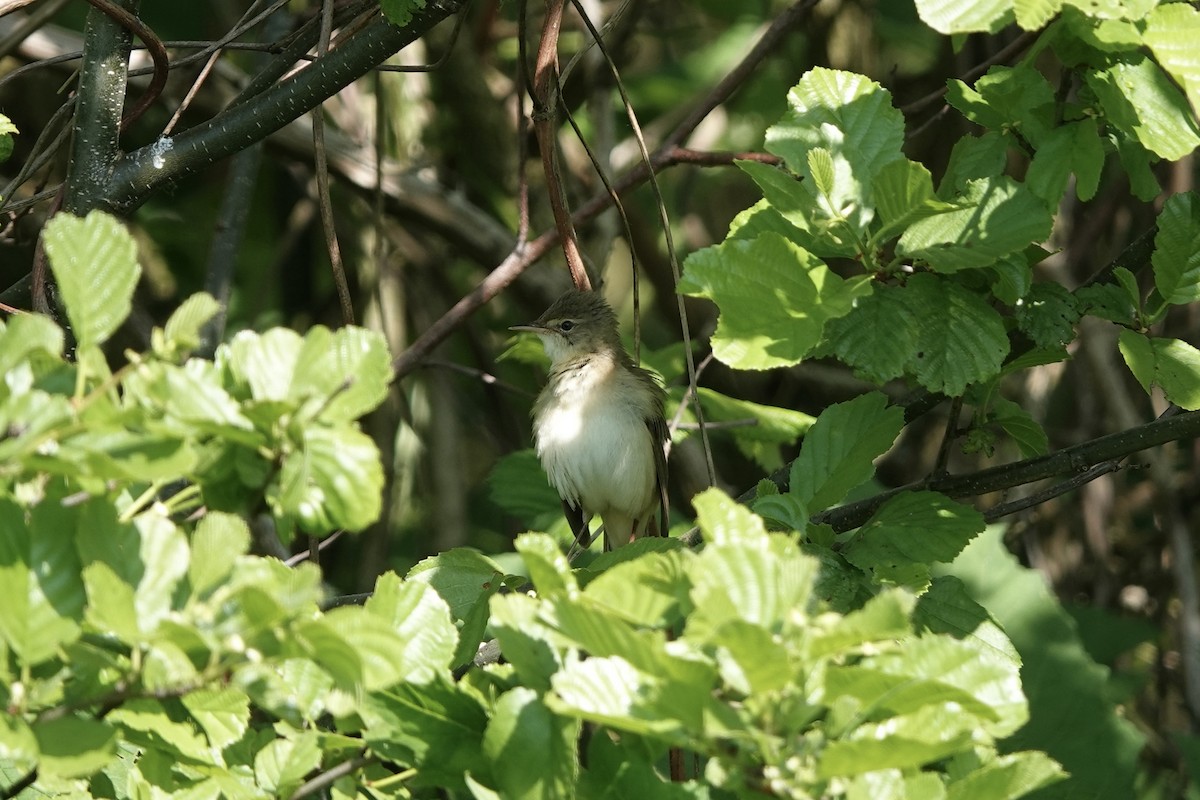Common Reed Warbler - ML582431901