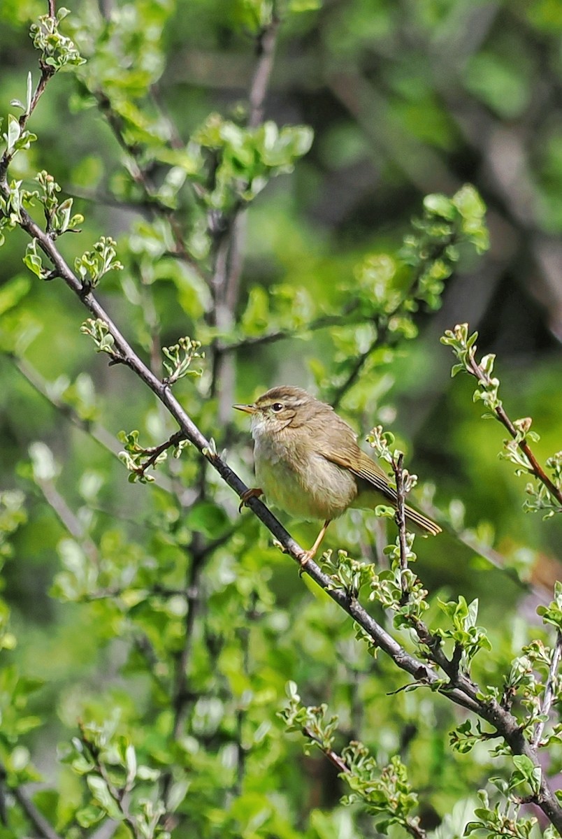 Yellow-streaked Warbler - ML582432111