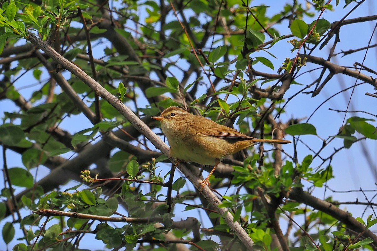 Yellow-streaked Warbler - ML582432131