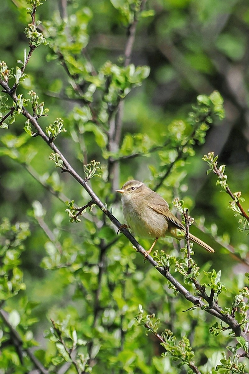 Yellow-streaked Warbler - ML582432141