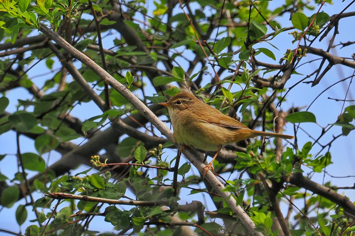 Yellow-streaked Warbler - ML582432151