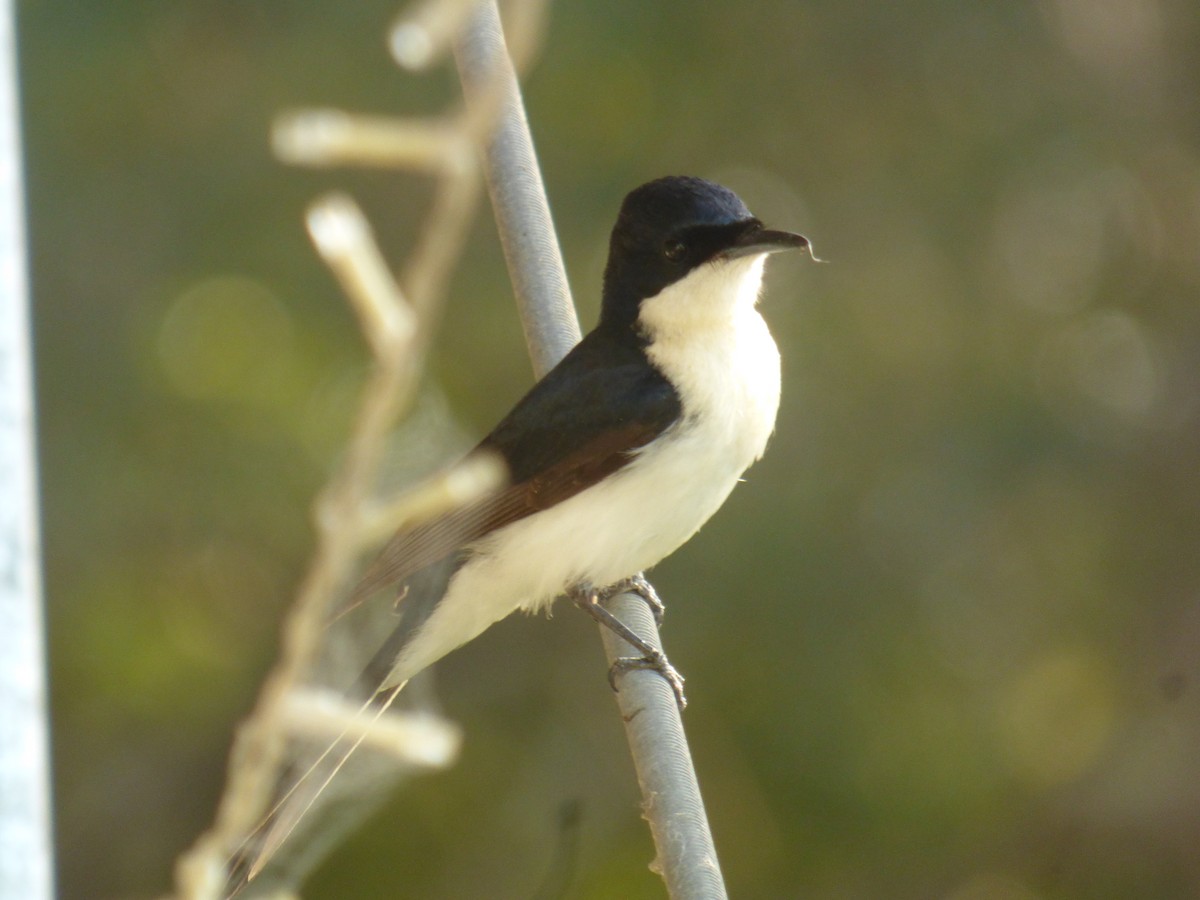 Restless Flycatcher - ML582432171