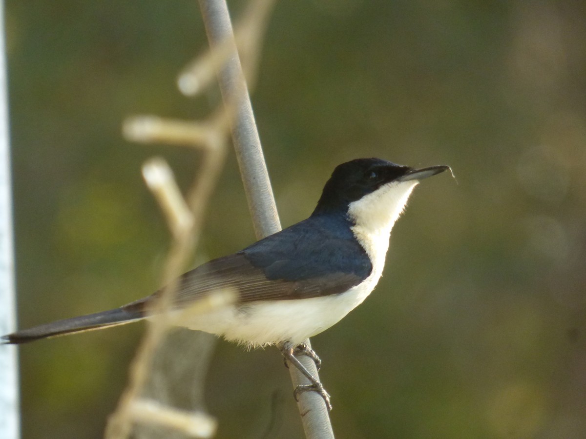 Restless Flycatcher - ML582432201