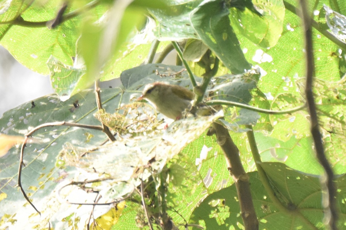 White-browed Crombec (White-browed) - Yizhar Amir