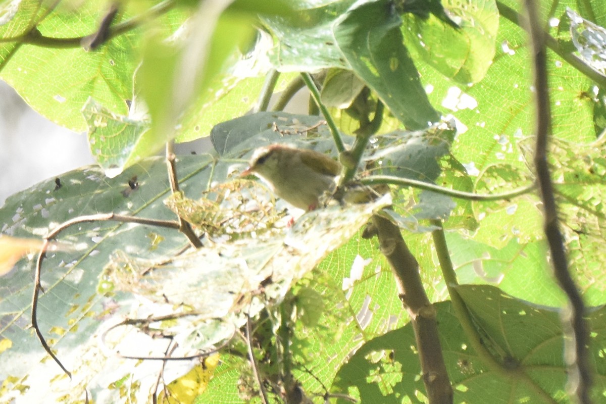 Crombec à sourcils blancs (leucophrys/chloronota) - ML582432631