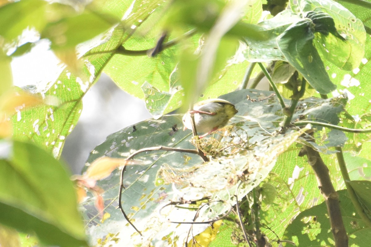 Crombec à sourcils blancs (leucophrys/chloronota) - ML582432641