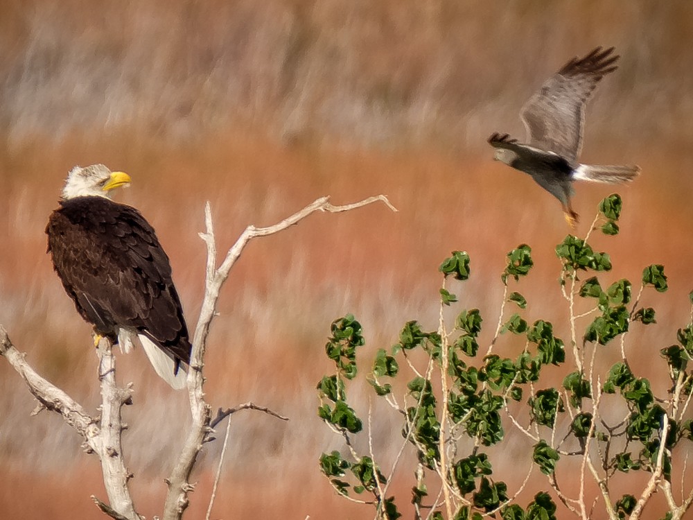 Northern Harrier - ML58243331