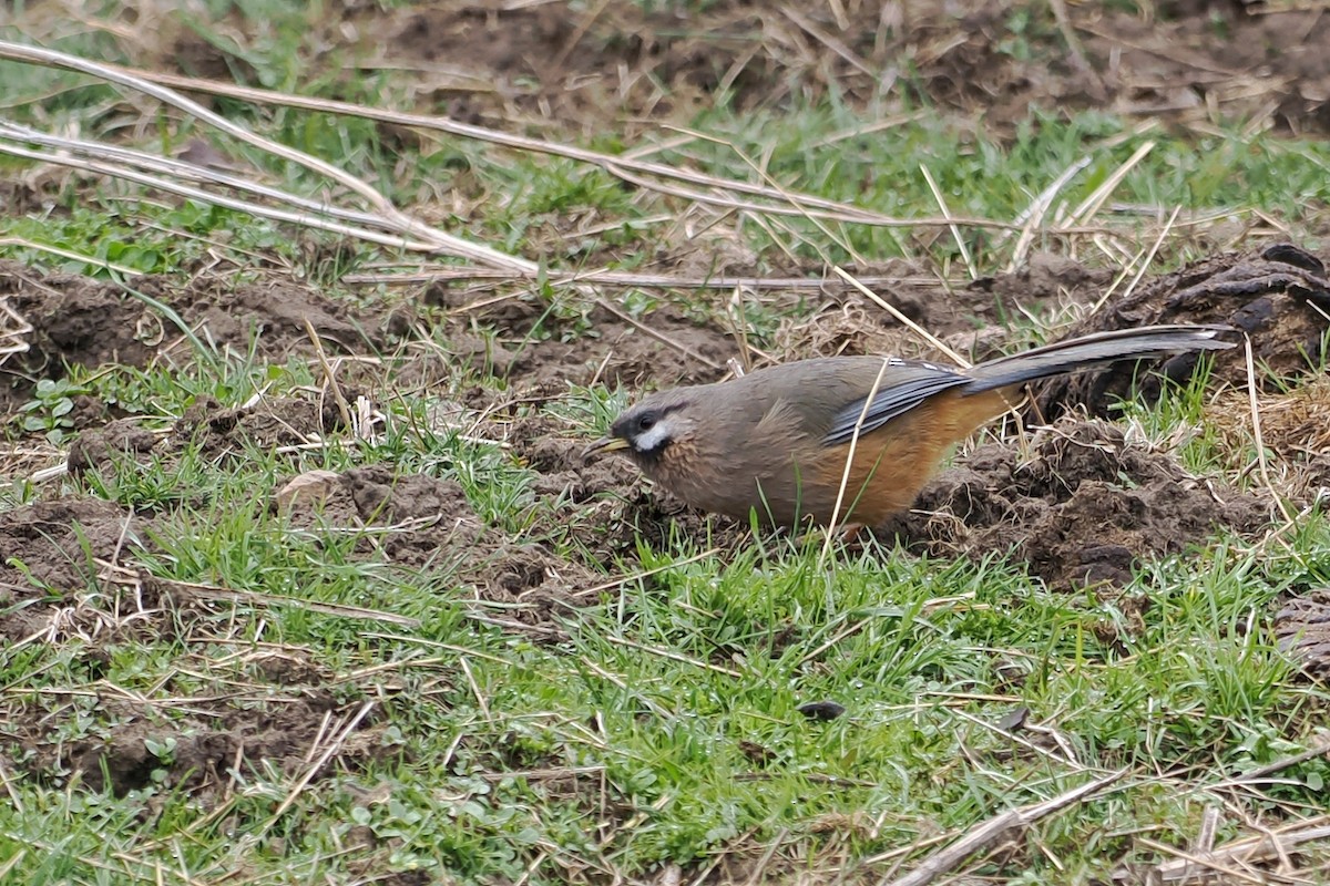 Snowy-cheeked Laughingthrush - ML582433441