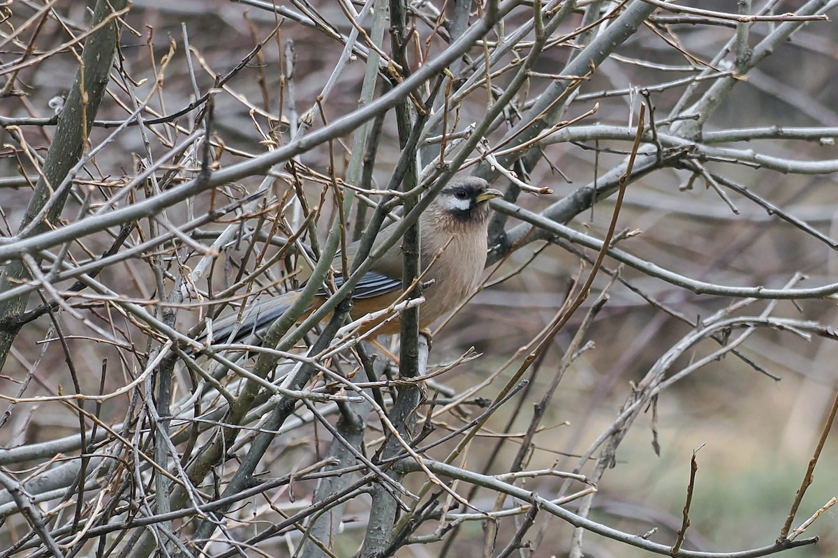 Snowy-cheeked Laughingthrush - ML582433541