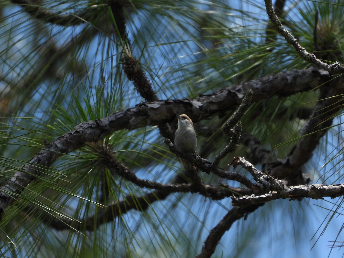 Brown-headed Nuthatch - ML582434331
