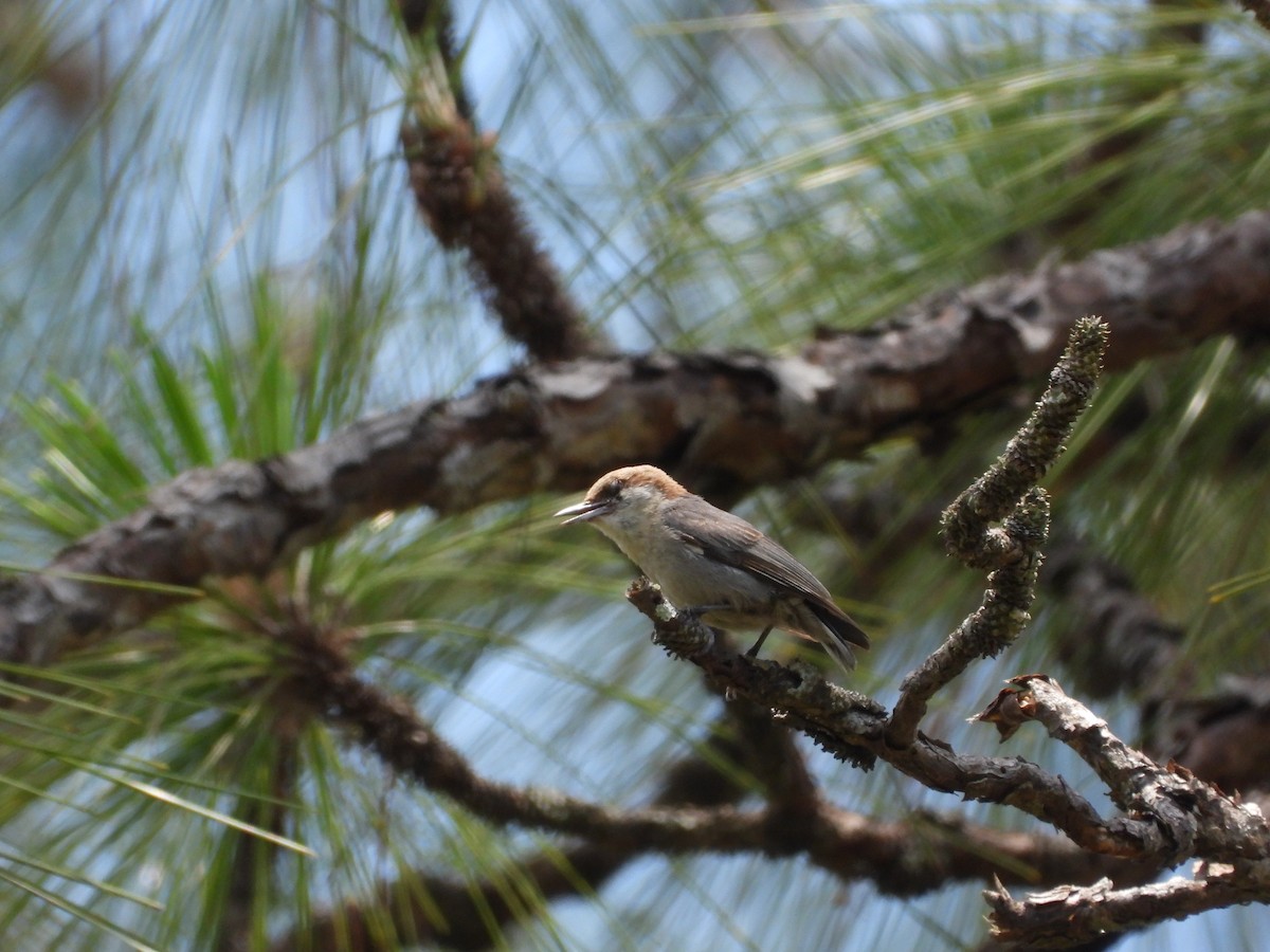 Brown-headed Nuthatch - ML582434391