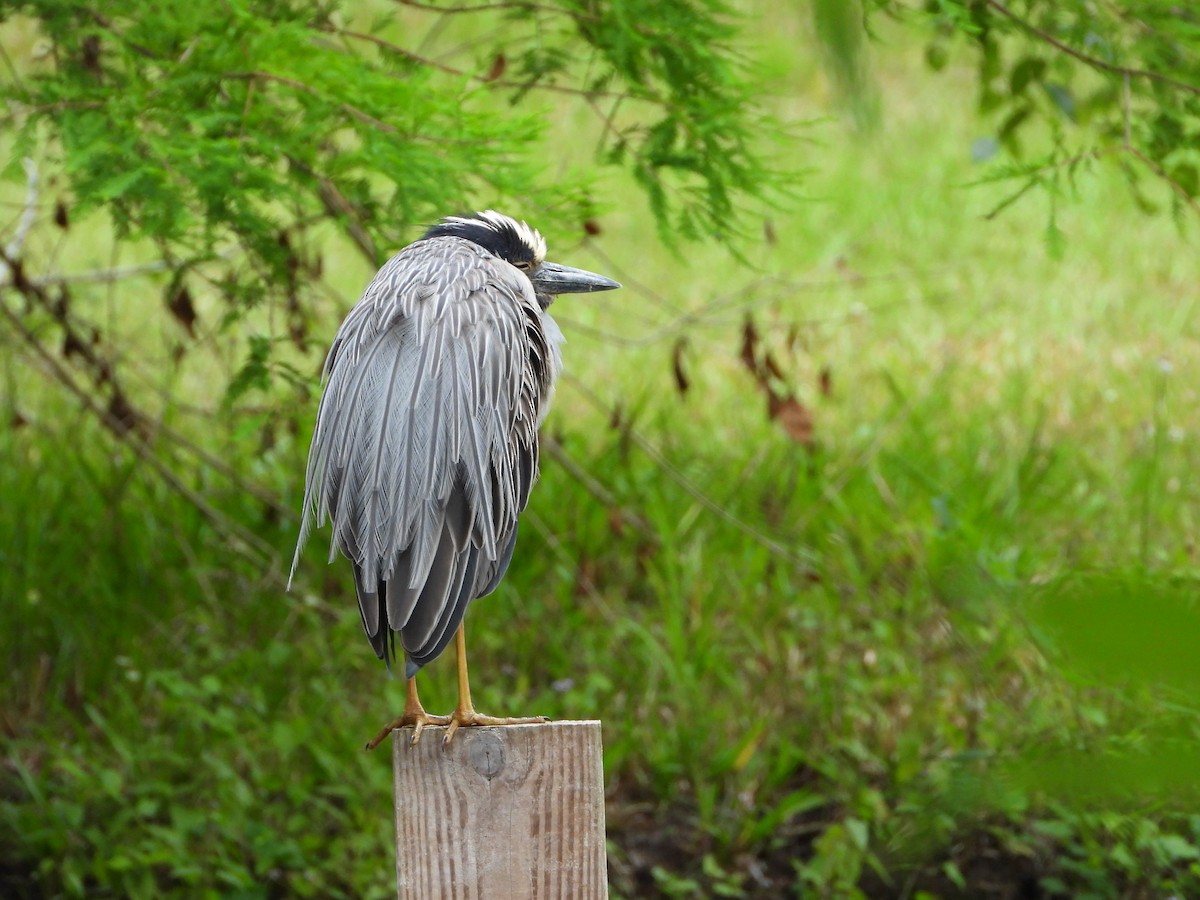 Yellow-crowned Night Heron - Cheri & Rich Phillips