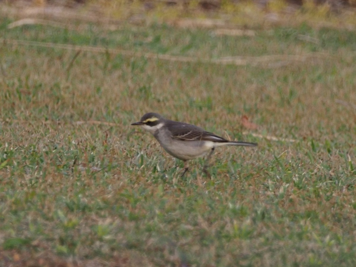 Eastern Yellow Wagtail - ML582434871