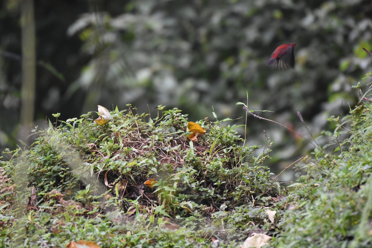 Dusky Crimsonwing - Yizhar Amir