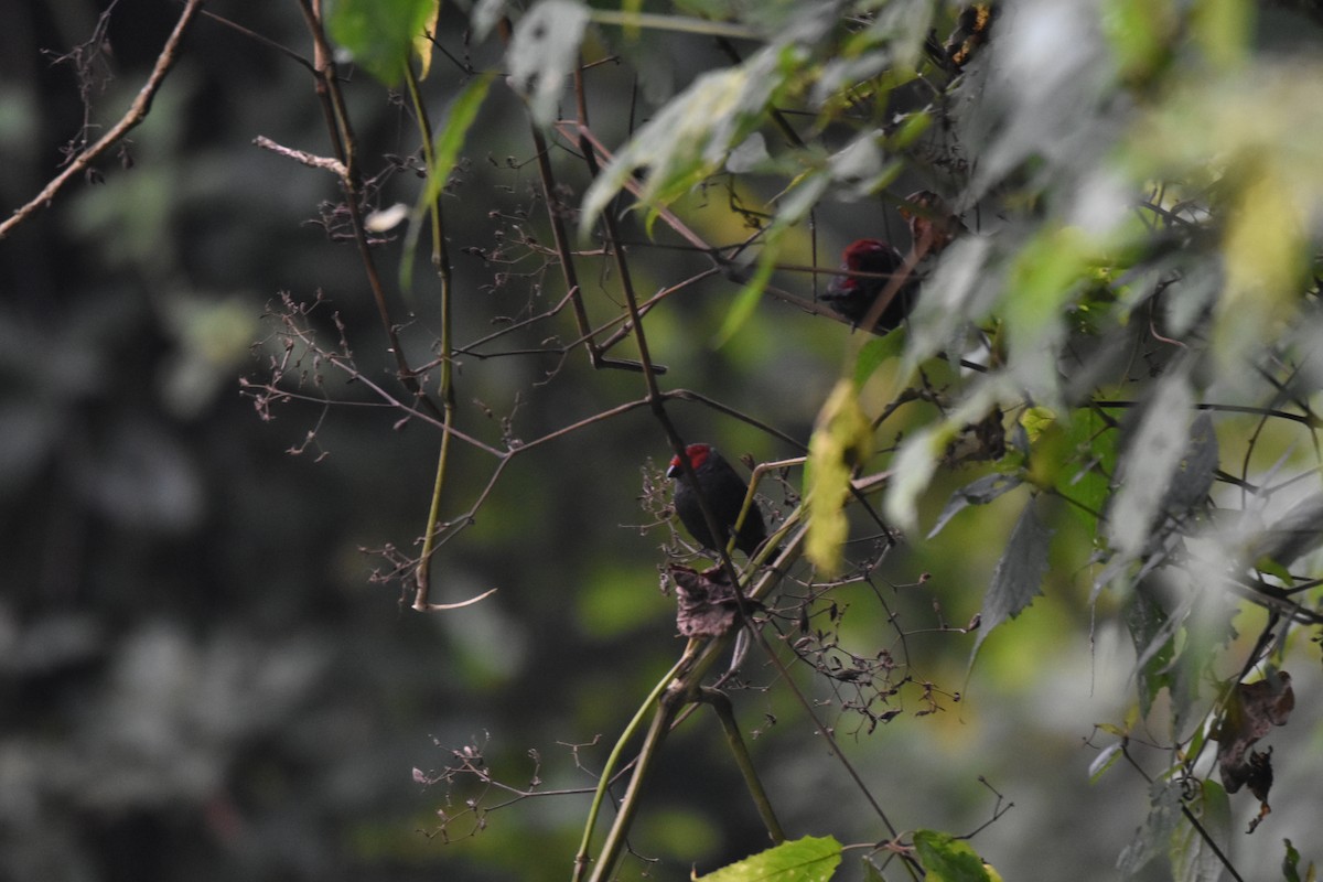 Dusky Crimsonwing - ML582434961