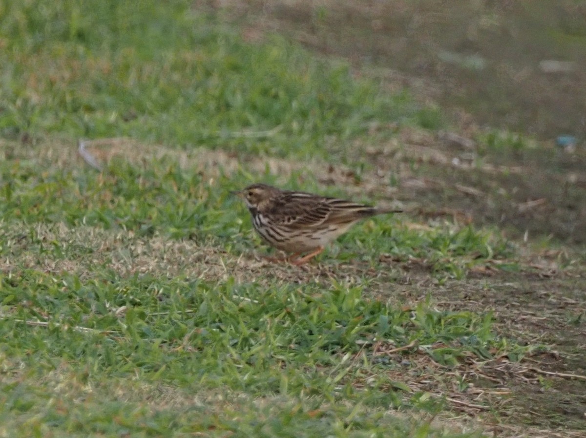 Red-throated Pipit - ML582434971