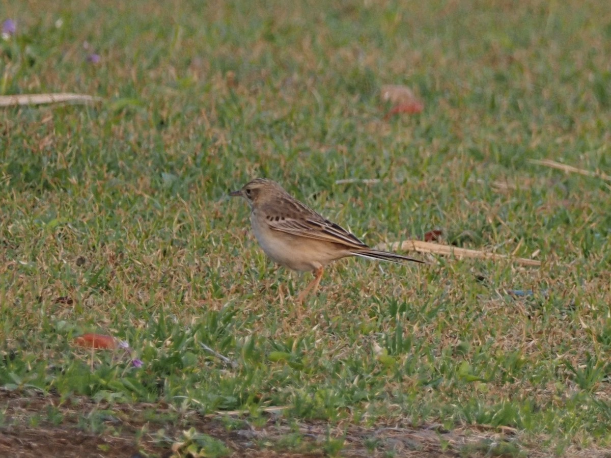 pipit sp. - ML582435181