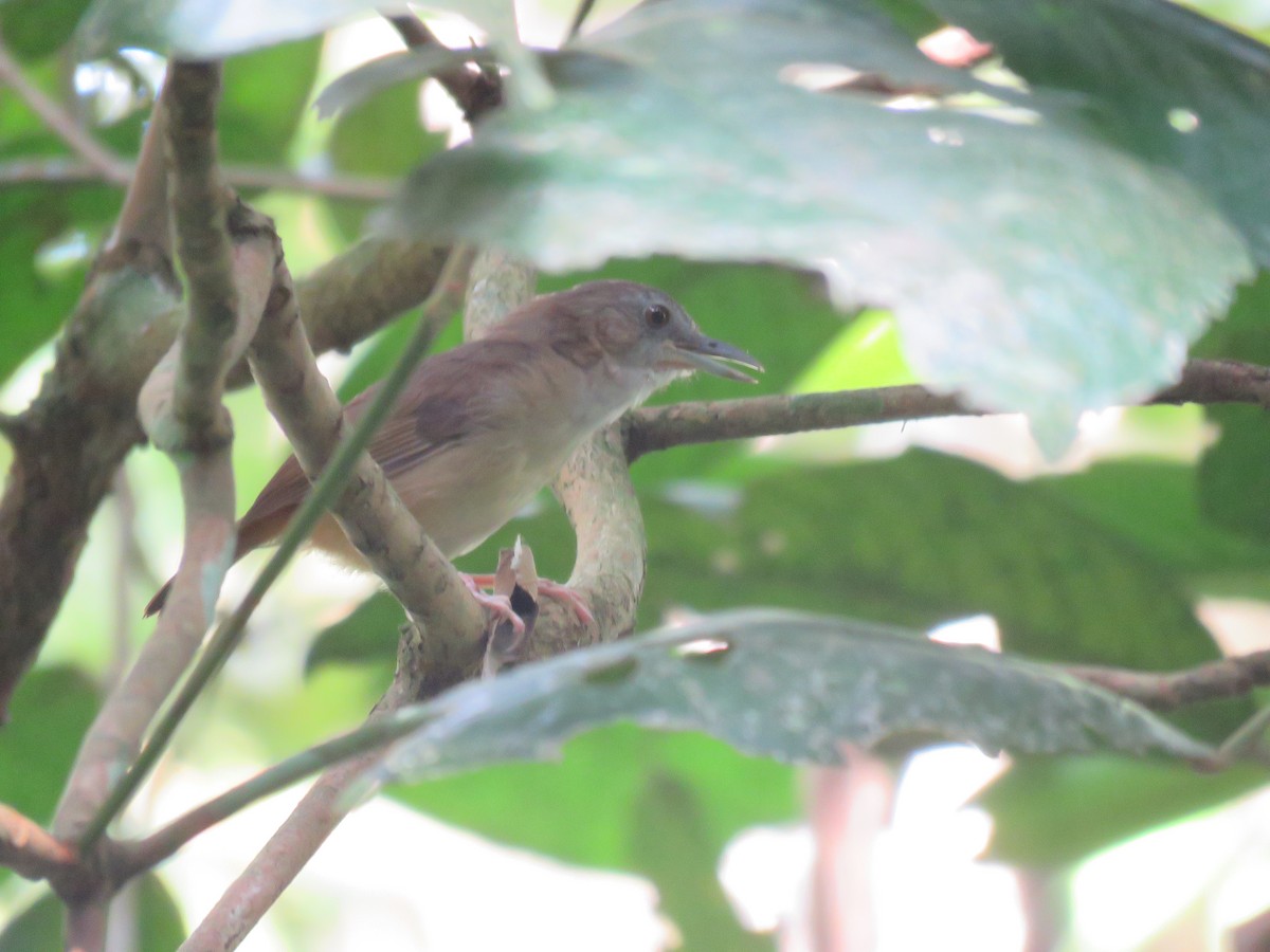 Abbott's Babbler - ML582435231