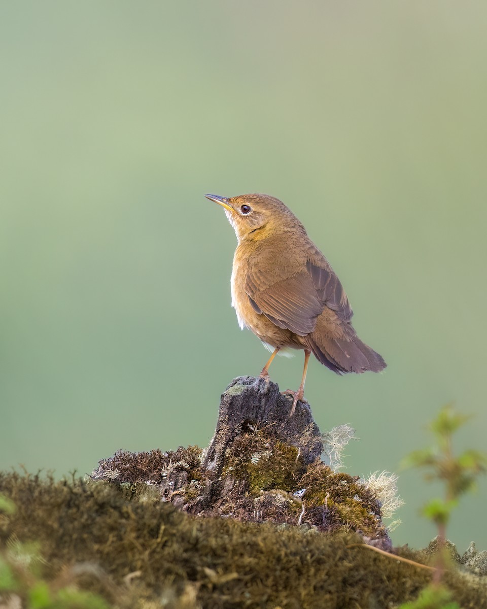 Brown Bush Warbler - Santosh Mahalik