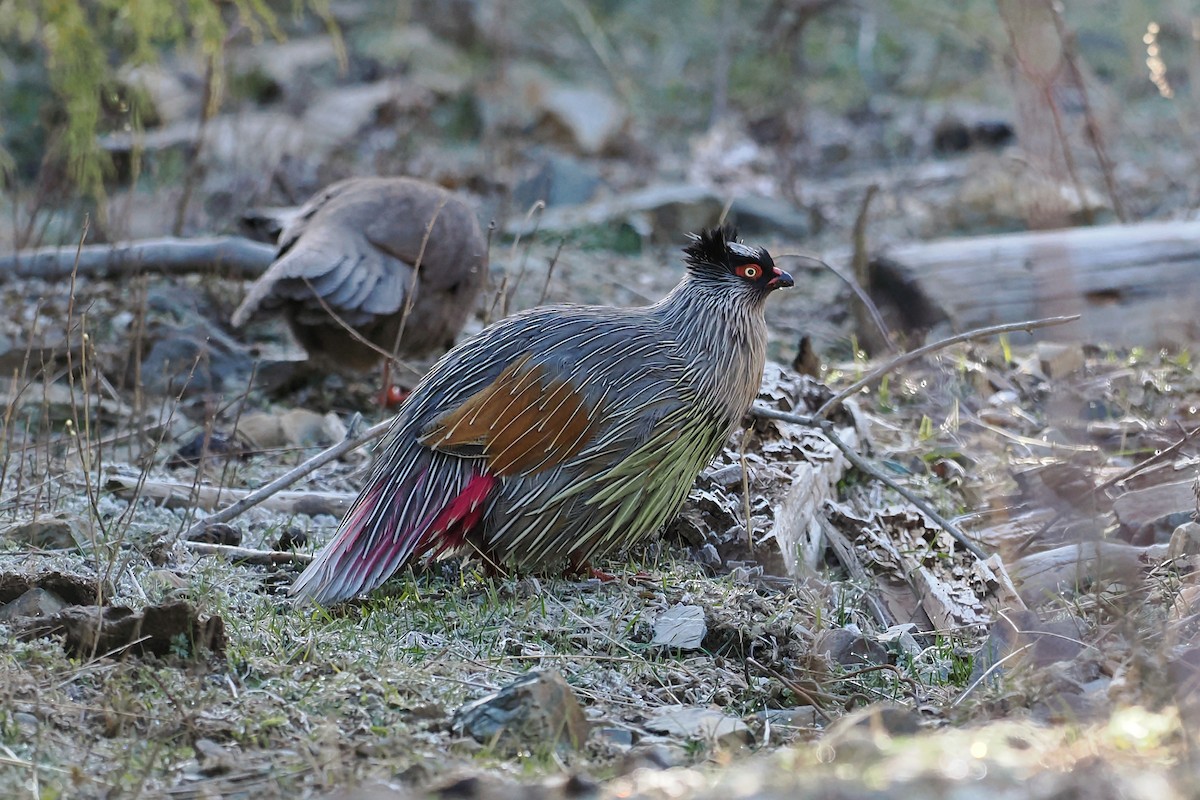 Blood Pheasant - Leijun Zhuang