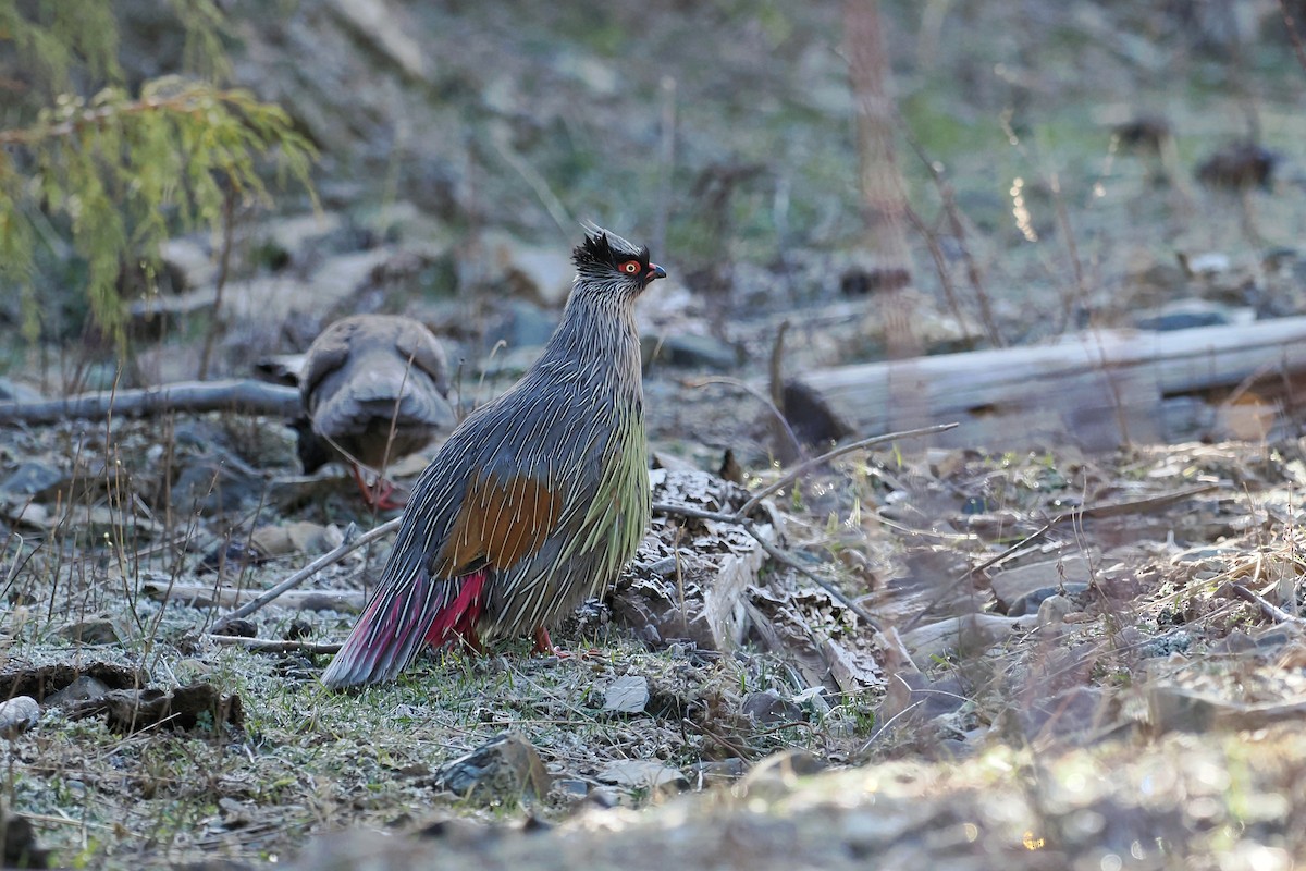 Blood Pheasant - Leijun Zhuang