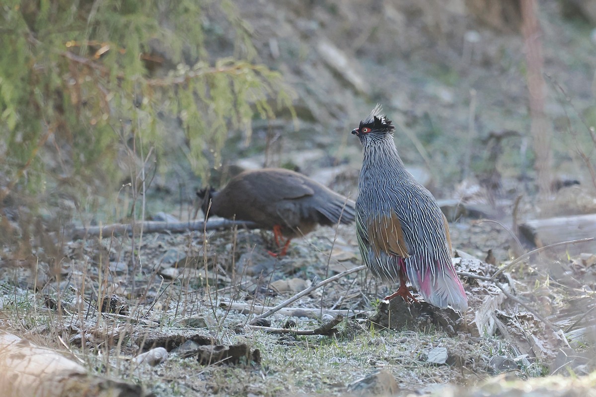 Blood Pheasant - Leijun Zhuang