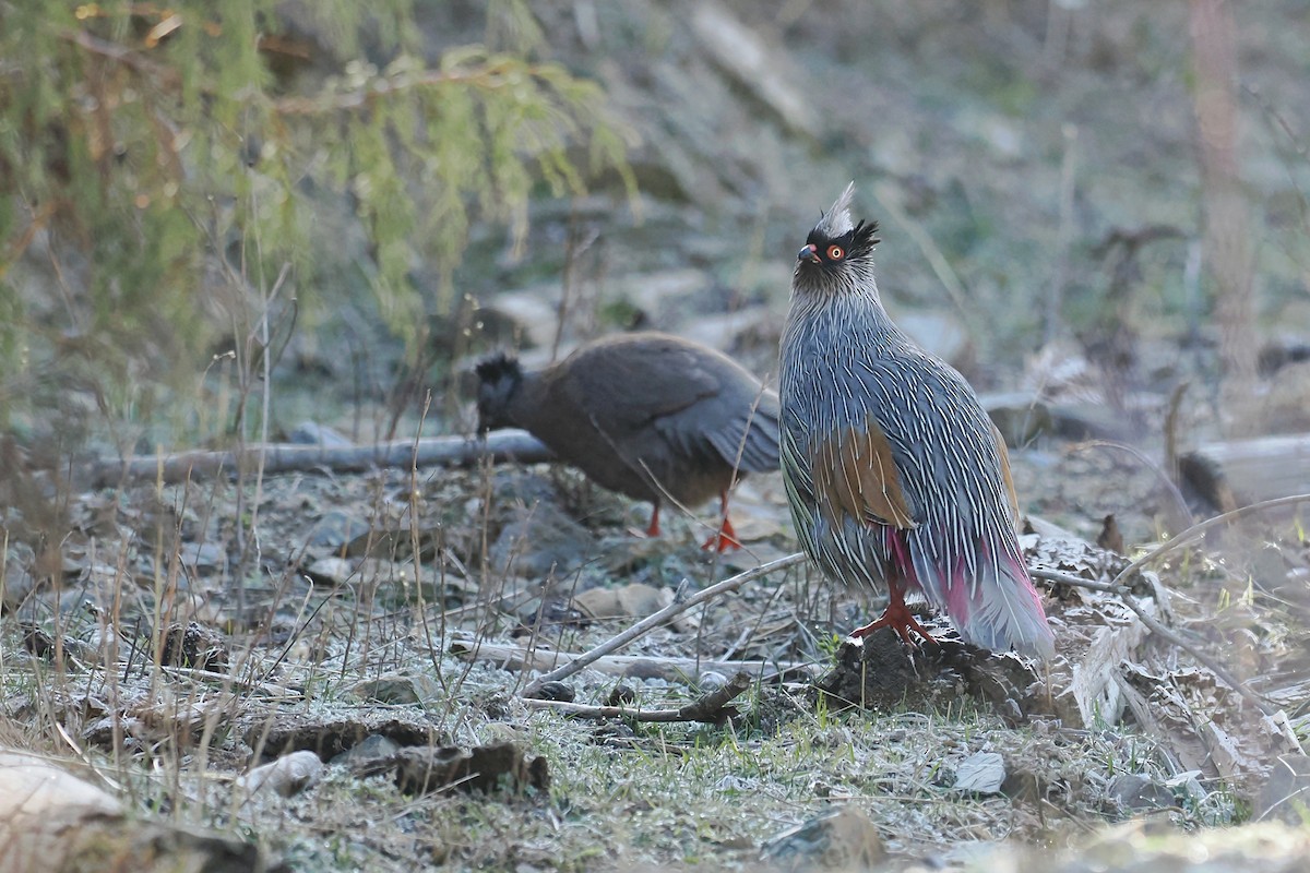 Blood Pheasant - ML582436401