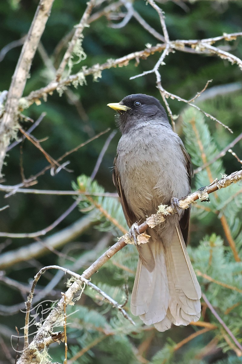 Sichuan Jay - ML582436631