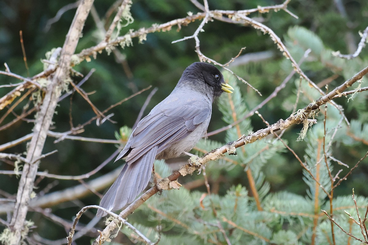 Sichuan Jay - ML582436651