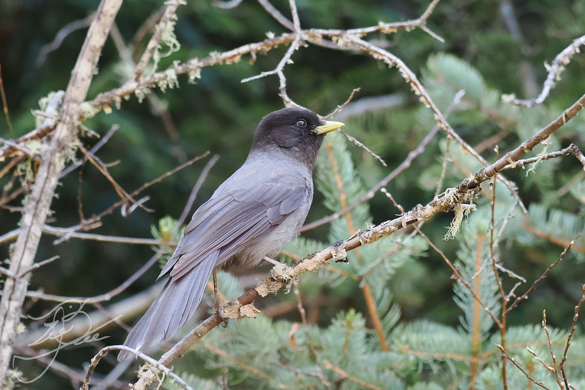 Sichuan Jay - ML582436701