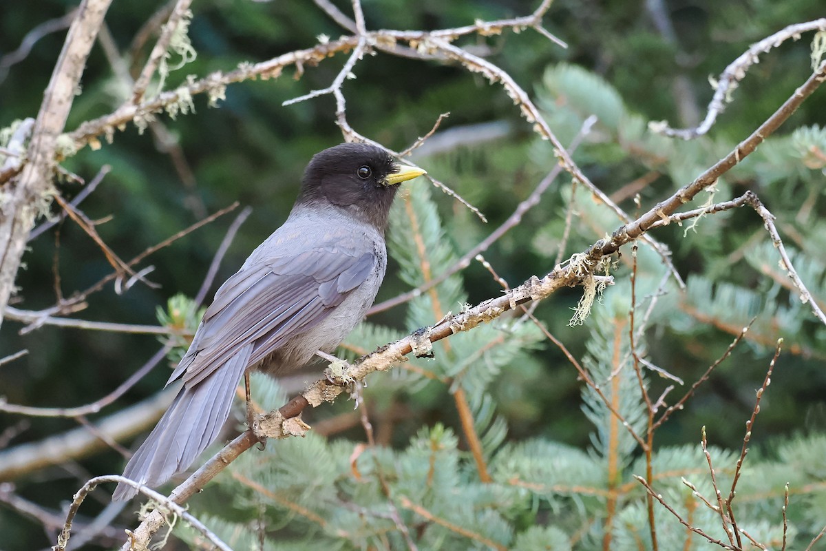 Sichuan Jay - ML582436711