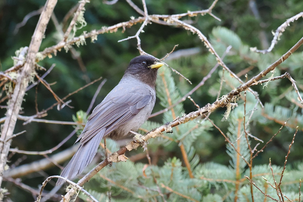 Sichuan Jay - ML582436721