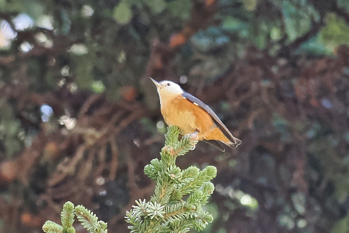 Przevalski's Nuthatch - Leijun Zhuang