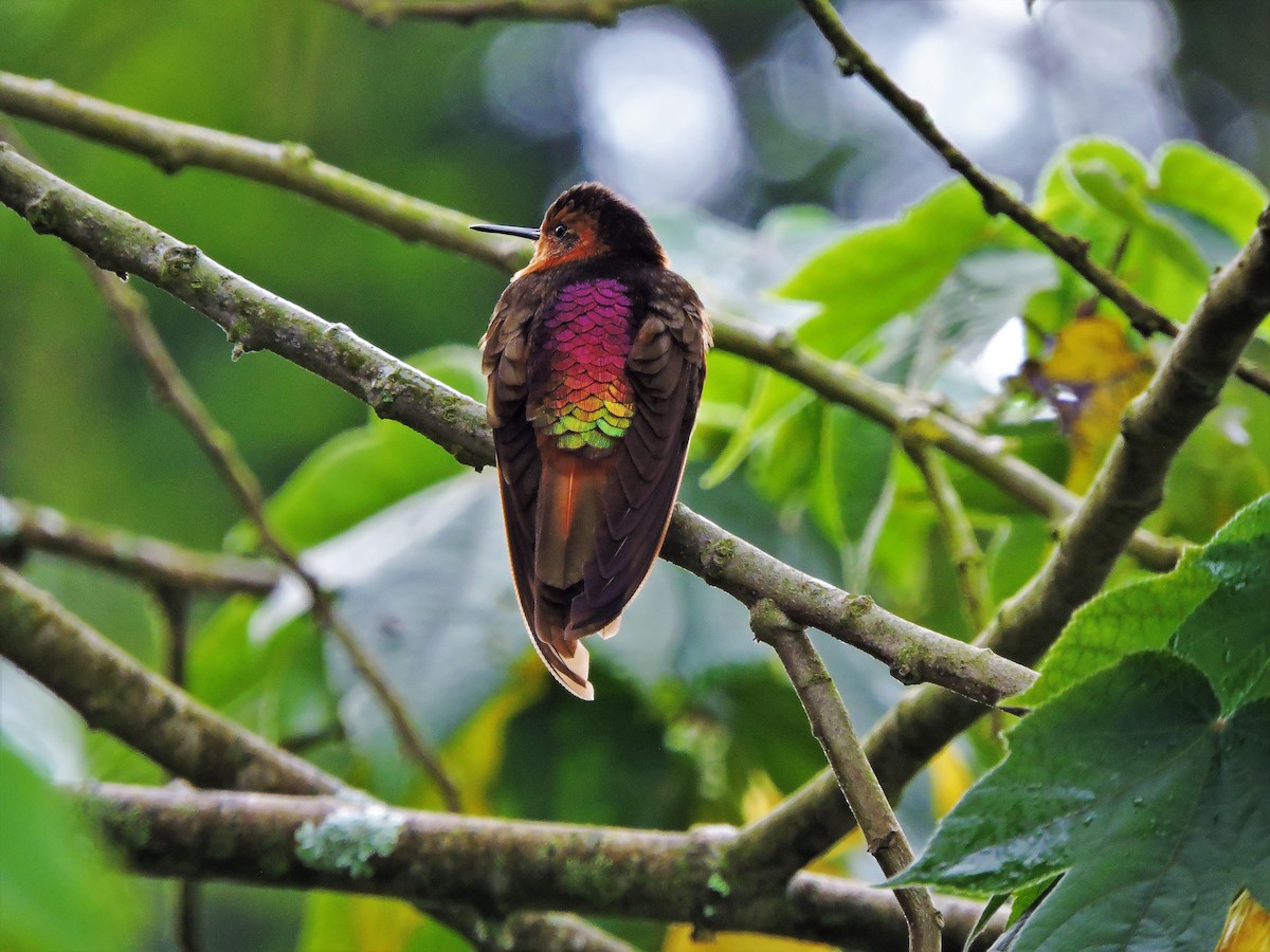 kolibřík duhovohřbetý - ML58243691