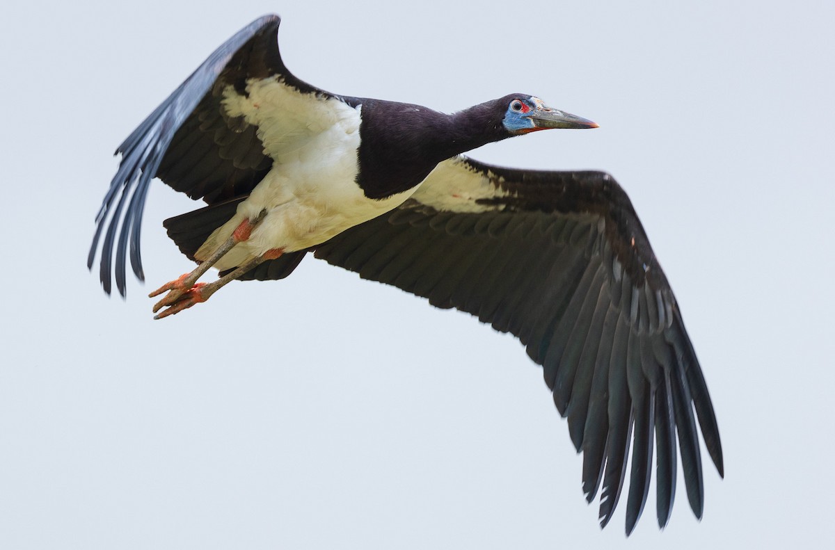 Cigogne d'Abdim - ML582437061