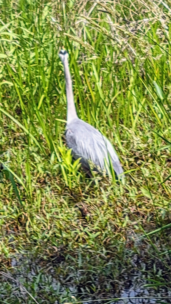 Great Blue Heron - ML582437741