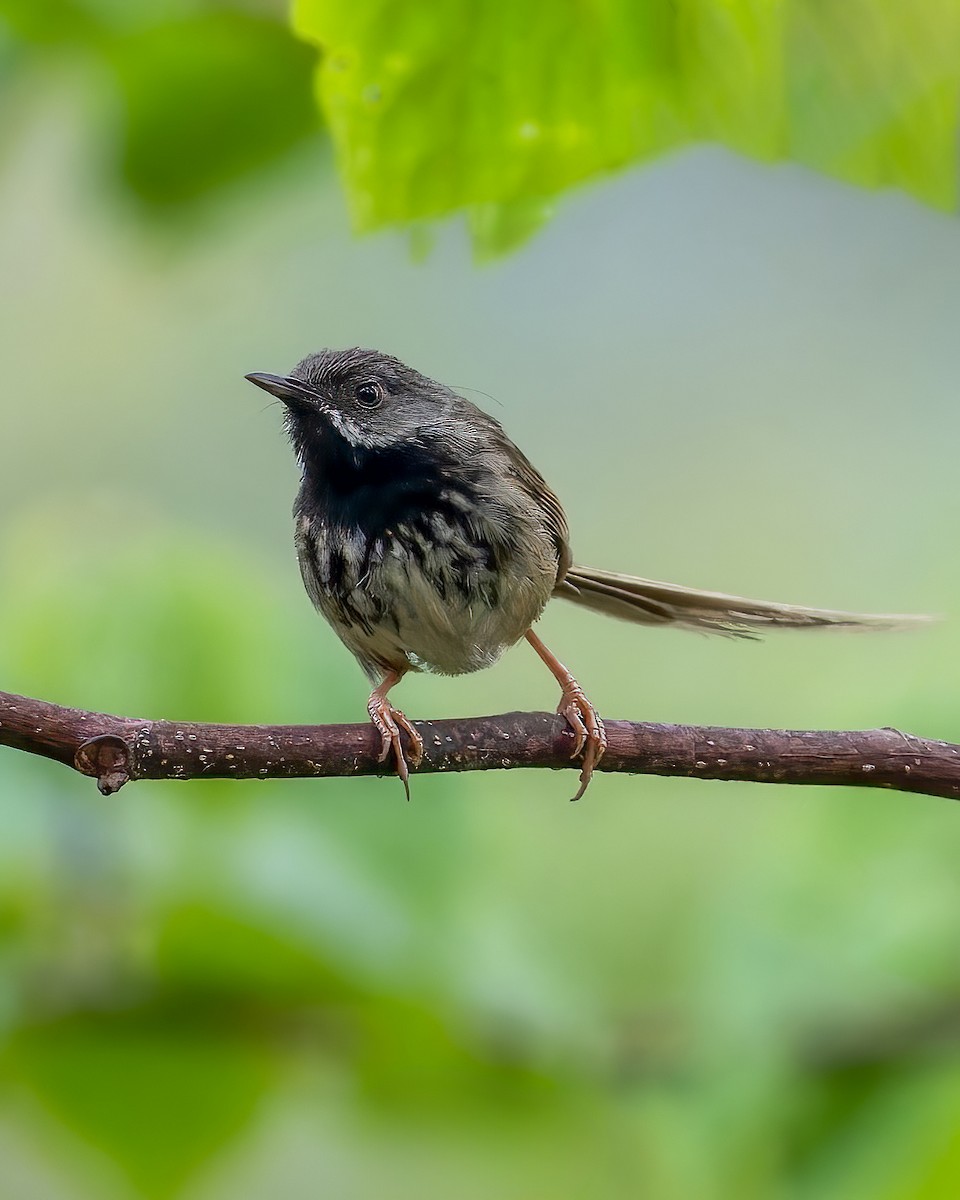 Black-throated Prinia - Santosh Mahalik