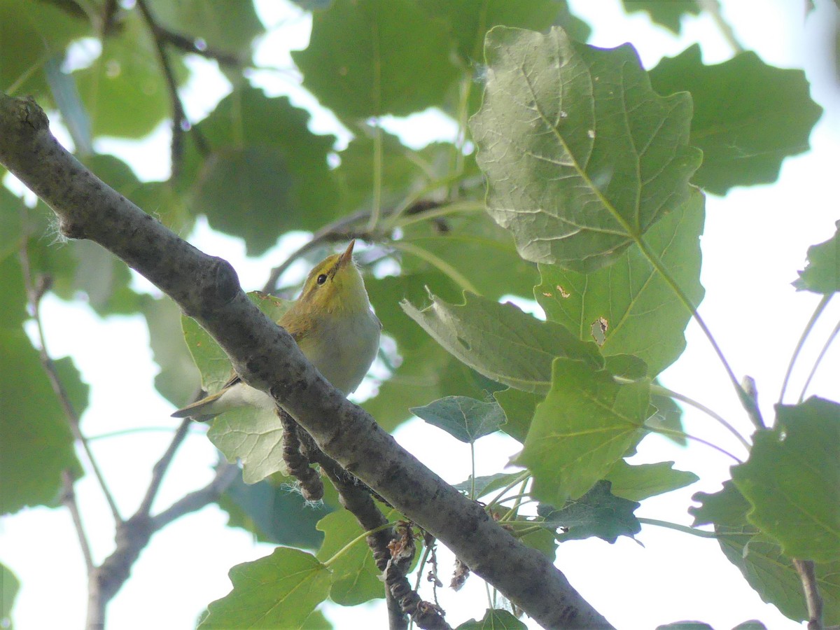 Wood Warbler - Lorenzo Cocco