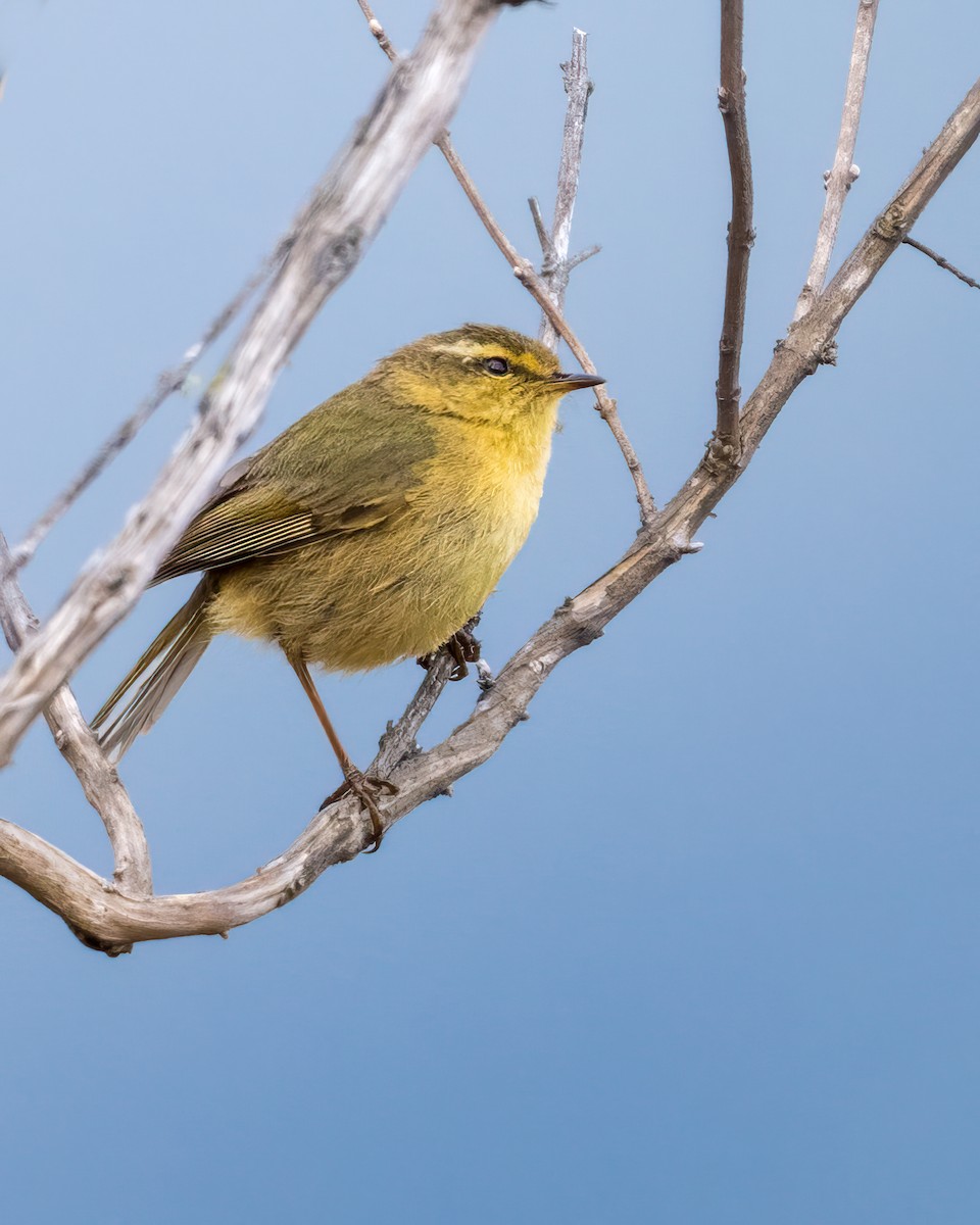 Buff-throated Warbler - Santosh Mahalik