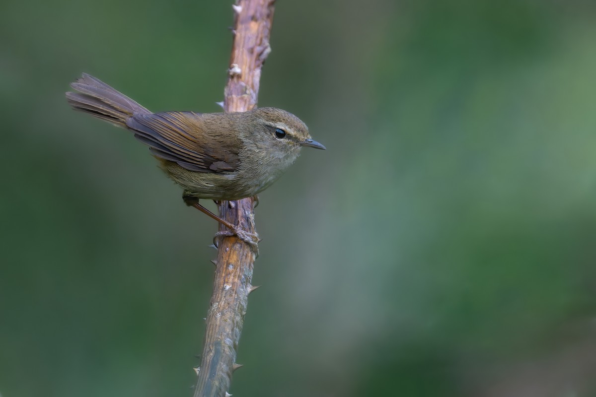 Brownish-flanked Bush Warbler - Santosh Mahalik