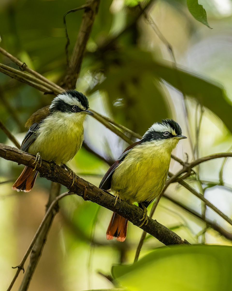 Red-tailed Minla - Santosh Mahalik