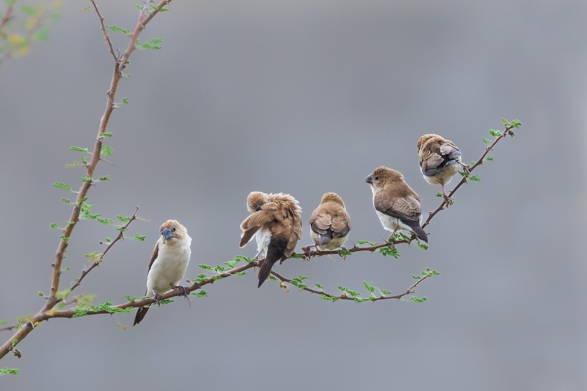 African Silverbill - ML582439251