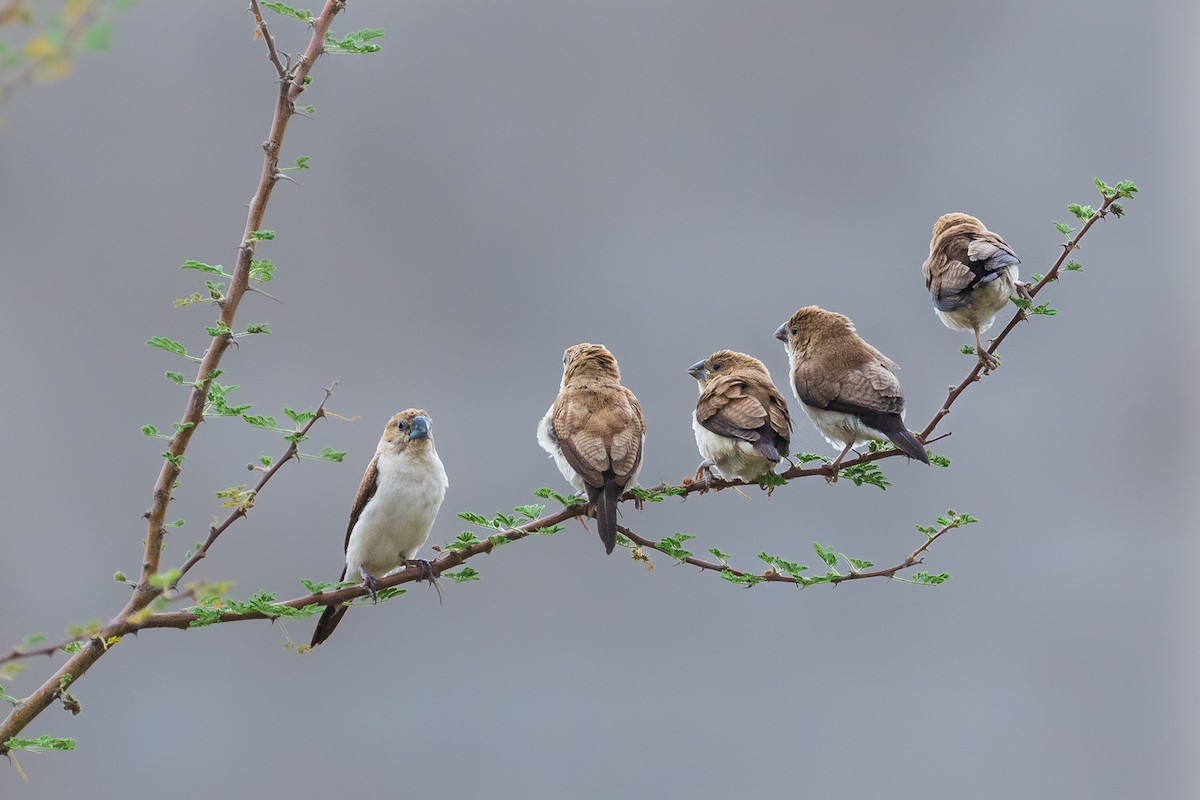 African Silverbill - ML582439261