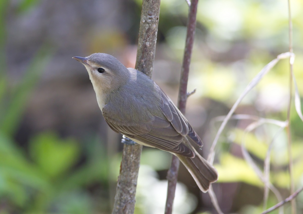 zelenáček švitořivý - ML582440351