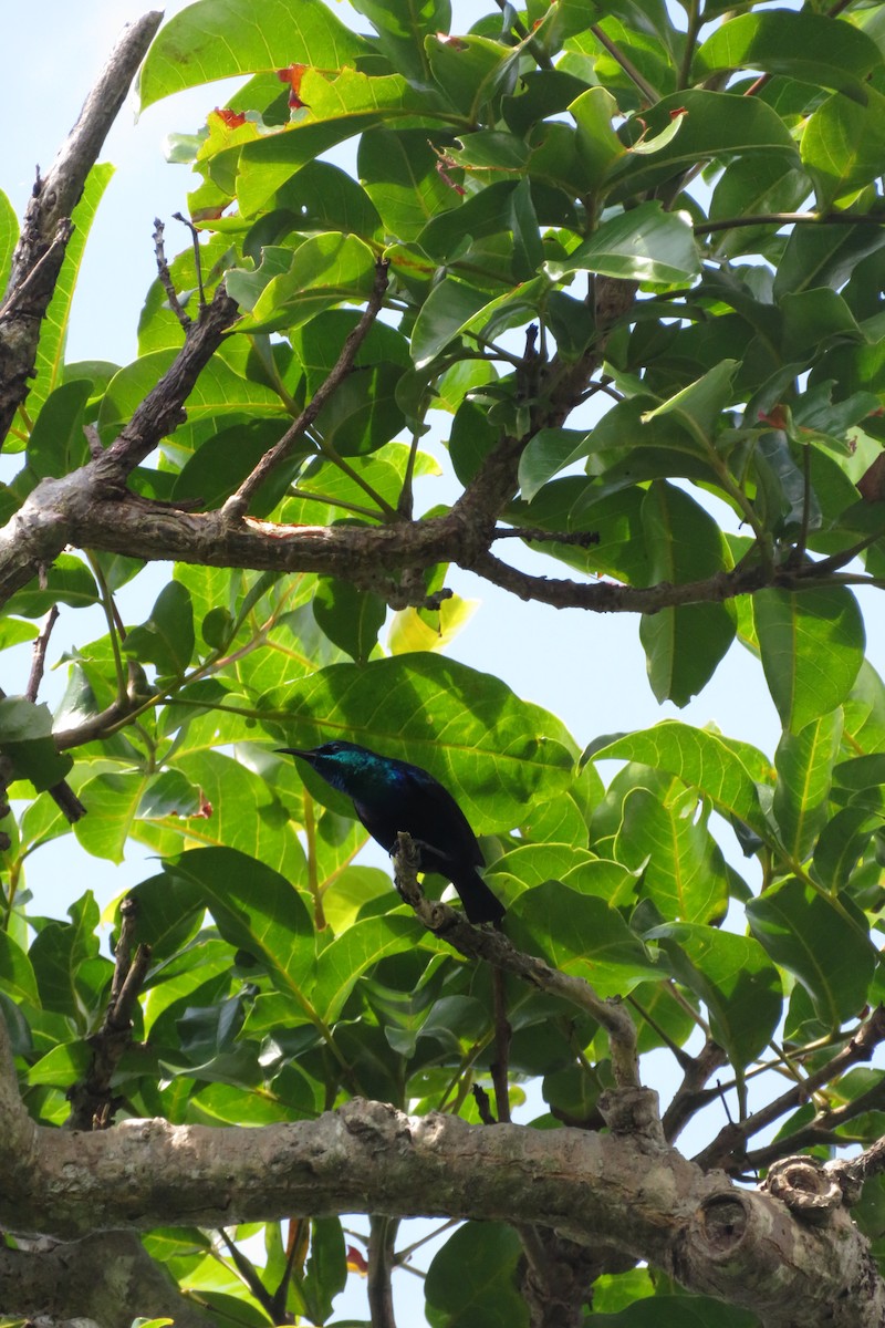 Pemba Sunbird - ML582440551