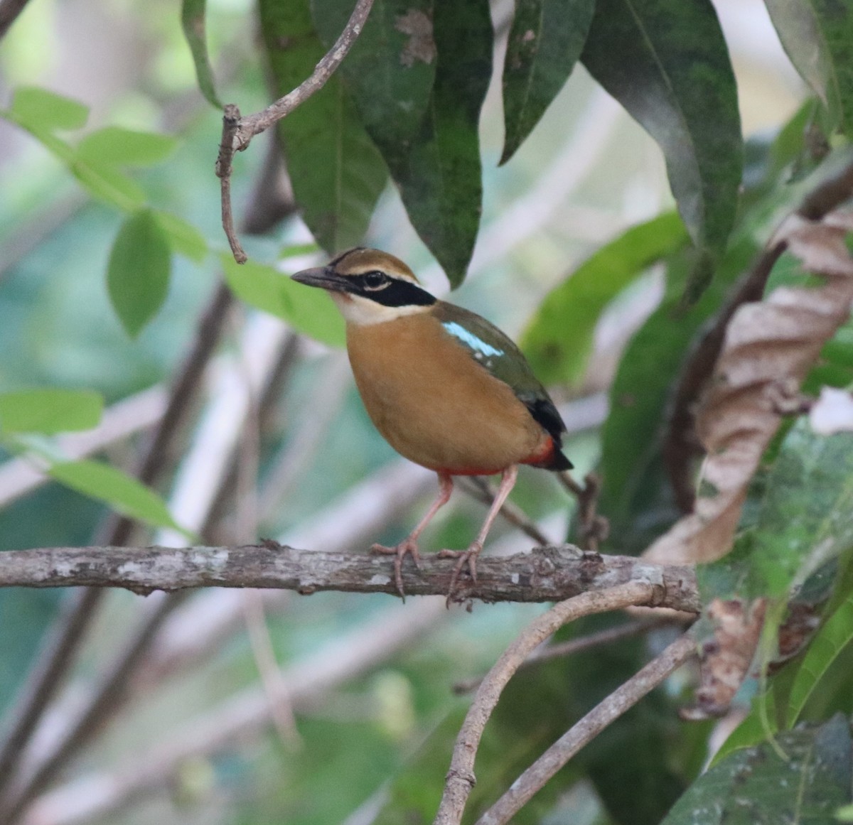 Indian Pitta - Afsar Nayakkan