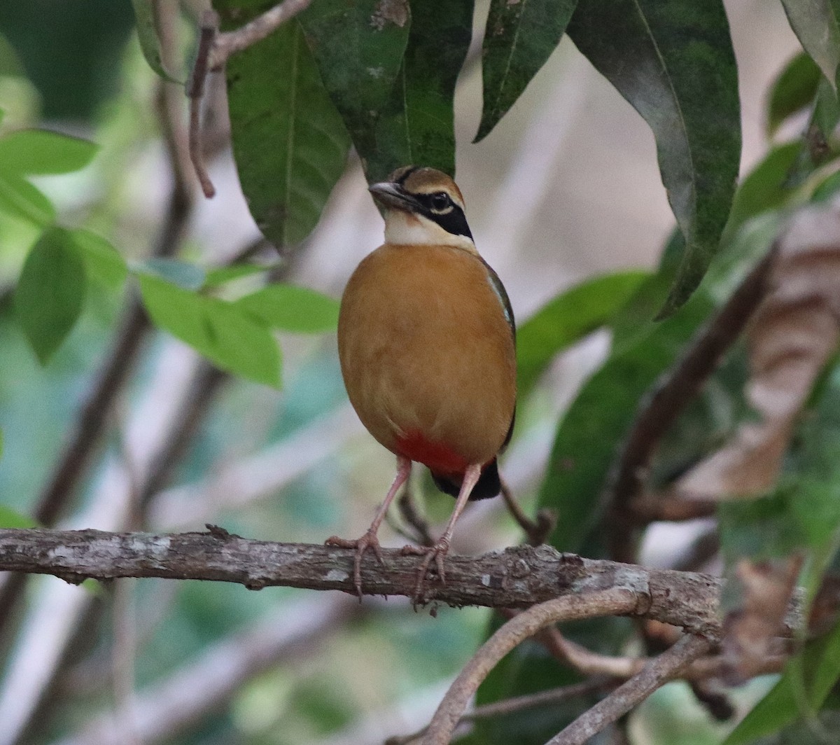 Indian Pitta - ML582440831