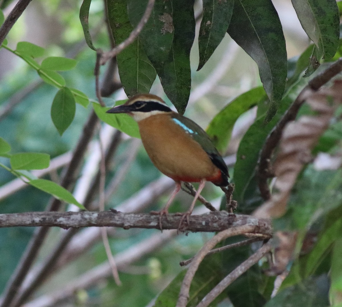 Indian Pitta - ML582440851