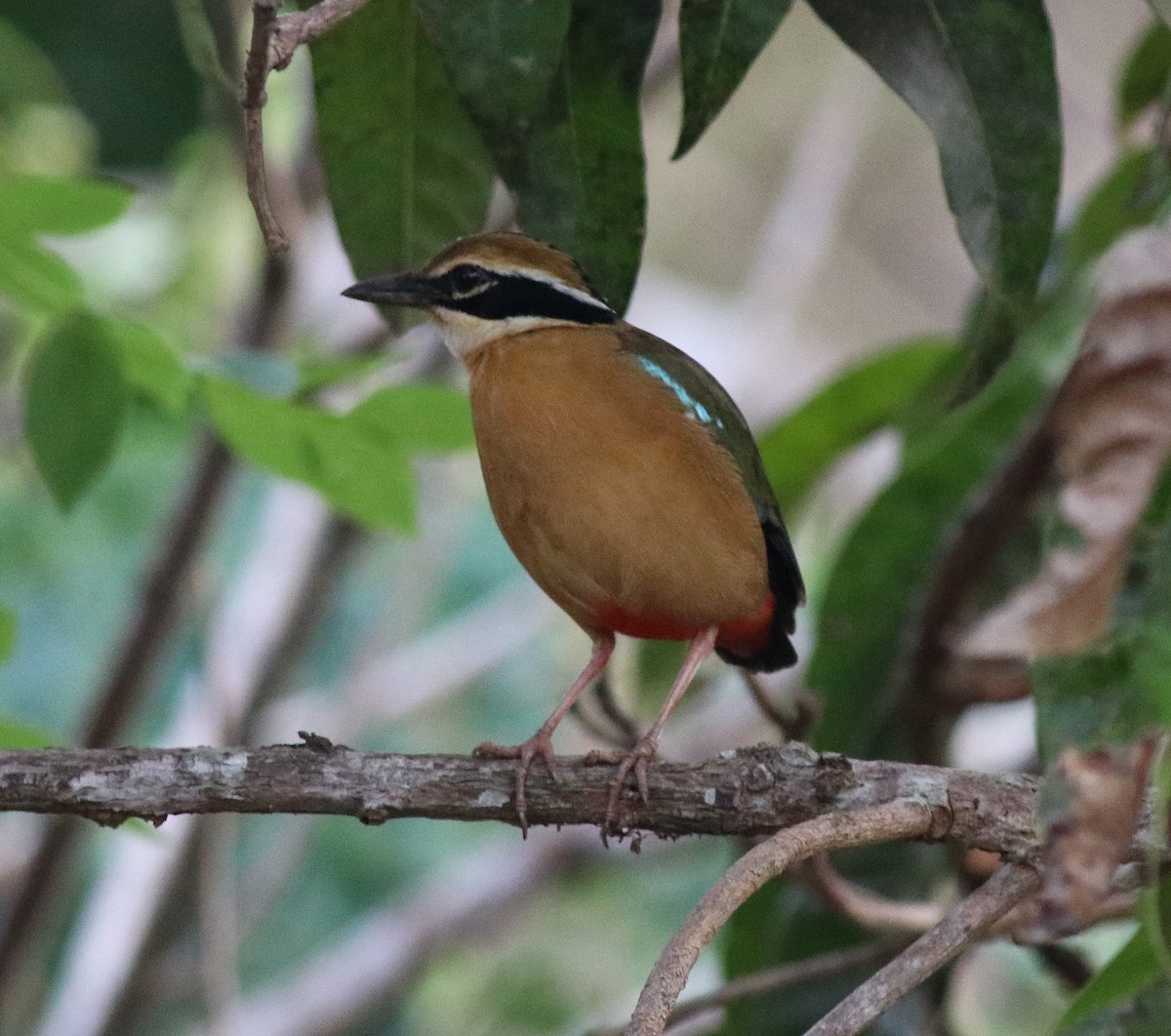 Indian Pitta - ML582440871